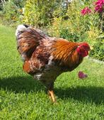 wyandotte kriel haan gratis ophalen, Dieren en Toebehoren, Pluimvee, Mannelijk, Kip