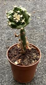 Cactus, Obregonia, Huis en Inrichting, Kamerplanten, Ophalen of Verzenden, Cactus, Volle zon, Minder dan 100 cm