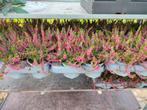 CALLUNA/HEIDE VASTE PLANT, Tuin en Terras, Planten | Tuinplanten, Ophalen, Vaste plant, Overige soorten, Volle zon