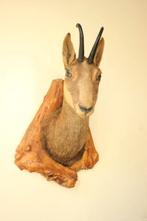Taxidermie Opgezette gemskop, Ophalen of Verzenden, Gebruikt, Overige soorten, Opgezet dier