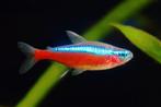 Cardinal neon vis groot  5 stuk, Dieren en Toebehoren, Vissen | Aquariumvissen