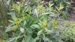 Lactuca virosa - Gifsla zaden, Ophalen of Verzenden, Voorjaar, Volle zon, Zaad