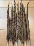 Fazant veren, Ophalen of Verzenden