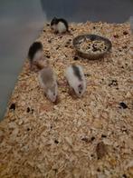 3 dumbo rittens te koop, Dieren en Toebehoren, Knaagdieren, Rat, Augustus, Meerdere dieren, Tam