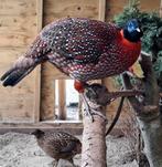 Temminck tragopaan, Dieren en Toebehoren, Mannelijk, Kip