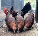 Te koop Fries(e) hoen roodbont, Meerdere dieren, Kip