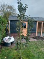 Appelboom Redlane, Ophalen, Lente, Volle zon, Overige soorten