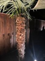 250 cm Trachycarpus Wagnerianus -winterbestendige  Palmboom, Tuin en Terras, Bloeit niet, 250 tot 400 cm, Palmboom, Ophalen