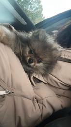 Pomeriaan donkerbruin beartje, Rabiës (hondsdolheid), 8 tot 15 weken, Eén hond, Nederland