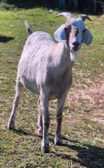4 jarige nubische dwerg bok, Dieren en Toebehoren, Schapen, Geiten en Varkens, Mannelijk, Geit
