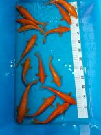 Koi karpers japanse., Karper of Koi