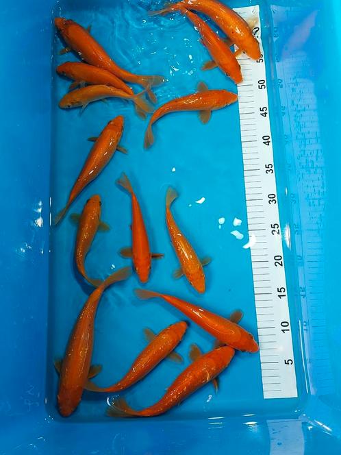 Koi karpers japanse., Dieren en Toebehoren, Vissen | Vijvervissen, Karper of Koi