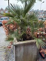 Palmboom, Tuin en Terras, Planten | Bomen, Minder dan 100 cm, Zomer, Palmboom, Ophalen