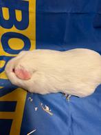 Cavia zeugje F predikaat, Dieren en Toebehoren, Knaagdieren, Cavia, Vrouwelijk, Mei, Tam