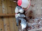 Groninger meeuwen kriel zilverpel, Dieren en Toebehoren, Meerdere dieren, Kip