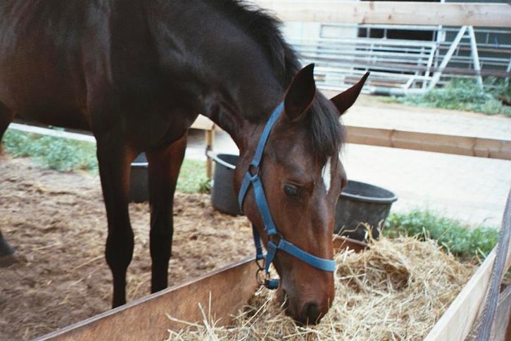Verzorger gezocht, Dieren en Toebehoren, Paarden en Pony's | Verzorgingsproducten, Ophalen of Verzenden