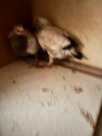 Mooie broer en zus, Dieren en Toebehoren