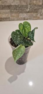 Scindapsus pictus, Ophalen of Verzenden, Overige soorten, Minder dan 100 cm