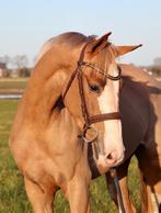 Verschillende chique paarden en pony’s te koop., Dieren en Toebehoren, Paarden, Springpaard, Gechipt, Ruin, 3 tot 6 jaar