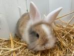 Lief en mooi getekend jong konijn, Dieren en Toebehoren, Konijnen, Mannelijk