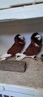 Te koop sierduiven Oudhollands kapucijnen duiven, Dieren en Toebehoren, Vogels | Duiven, Meerdere dieren, Overige soorten