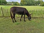 lieve ezel merrie, Dieren en Toebehoren, Juli, Vrouwelijk
