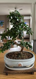 Bonsai, Tuin en Terras, Planten | Bomen, Ophalen, Halfschaduw, Overige soorten, Minder dan 100 cm