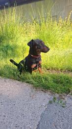 Jack Russell 1.5 jaar reu, Dieren en Toebehoren, Honden | Jack Russells en Terriërs, Rabiës (hondsdolheid), Jack Russell Terriër