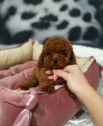 Toypoedel / toypoedel, Dieren en Toebehoren, Poedel, Rabiës (hondsdolheid), Reu, 8 tot 15 weken