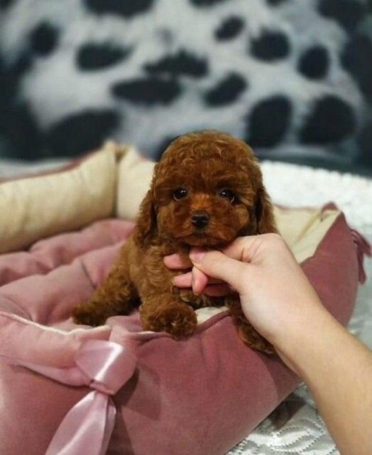 Toypoedel / toy poedel pup, Dieren en Toebehoren, Honden | Chihuahua's en Gezelschapshonden, Reu, Poedel, Particulier, Eén hond