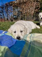 Golden retriever pups, Dieren en Toebehoren, Honden | Retrievers, Spaniëls en Waterhonden, Golden retriever, 8 tot 15 weken, CDV (hondenziekte)