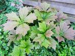 Vaste plant : Rodgersia, Vaste plant, Halfschaduw, Zomer, Ophalen