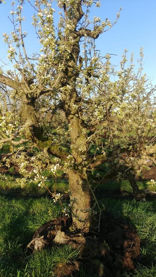 Oude perenbomen 82 jaar ras Conference Legipont Beurre Hardy, Tuin en Terras, Planten | Fruitbomen, Perenboom, 250 tot 400 cm