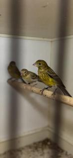 Raza Espagnola, Dieren en Toebehoren, Vogels | Kanaries, Meerdere dieren, Postuurkanarie