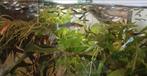 Jonge guppy's, Vis, Zoetwatervis, Schoolvis