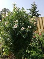 Hibiscus Cannabinus, Ophalen of Verzenden, Gehele jaar, Volle zon, Zaad