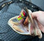 Dubbele Magnum (Variegated) Dragon Tail snoekstreamers, Ophalen, Nieuw, Complete set