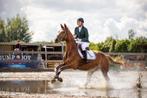 Pensionstalling met vele faciliteiten in Ouderkerk ad Amstel, Dieren en Toebehoren, Weidegang, 4 paarden of pony's of meer