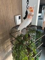 Opgezette Inca kaketoe, Verzenden, Vogel, Opgezet dier