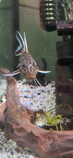 Synodontis petricola 20€, Vis