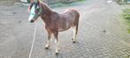 Tekoop welsh A pony's merries, Dieren en Toebehoren, Paarden en Pony's | Dekhengsten en Fokmerries, Merrie