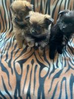 Pomeriaan pups klein maar o zo lief!, Dieren en Toebehoren, Honden | Chihuahua's en Gezelschapshonden, Rabiës (hondsdolheid), Overige rassen