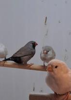 Charcoal Zebravinken, Dieren en Toebehoren, Vogels | Overige Vogels, Meerdere dieren, Geringd