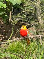 Turquoisine parkieten te koop of te ruil, Dieren en Toebehoren, Vogels | Parkieten en Papegaaien, Meerdere dieren, Parkiet