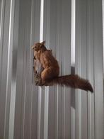 Opgezette Eekhoorn op Hout, Ophalen of Verzenden, Zo goed als nieuw