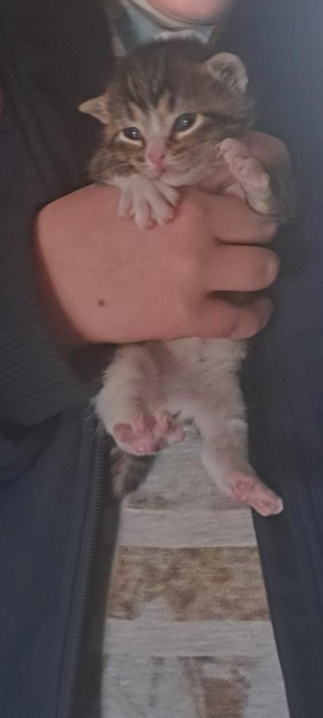 prachtige mannetje te koop 22 maart geboren, Dieren en Toebehoren, Katten en Kittens | Overige Katten, Kater, 0 tot 2 jaar