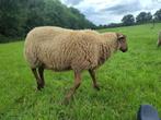 dekram Solognote x melkschaap, alleen UBN, niet voor slacht, Dieren en Toebehoren, Schapen, Geiten en Varkens, Mannelijk, Schaap