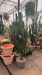 Cowboy cactus euphorbia erytrea p.40 200cm, Ophalen of Verzenden
