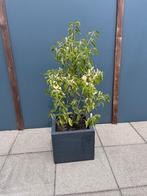 GRATIS 3x ZONDER POT tuinplant planten haag heg plantje, Tuin en Terras, Planten | Tuinplanten, Ophalen of Verzenden, Zomer, Overige soorten