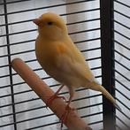 2 kanaries mogen verhuizen, Dieren en Toebehoren, Vogels | Kanaries, Geslacht onbekend, Kleurkanarie